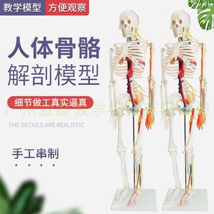 人体骨骼模型85cm带神经，血管心脏模型，骷髅骨架模型椎间盘神经