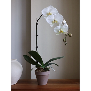 经典单品特级3.5寸v3大白蝴蝶兰，大花品种优雅经典