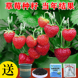 草莓种籽子水果苗四季结果室，内外易活蔬菜水果盆栽，植物花种子籽子