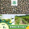 新采茶叶种子茶种籽绿茶，种子西湖龙井，碧罗春铁观音毛尖茶花茶树籽