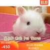 兔子林-宠物兔 荷兰迷你狮子兔 纯白色兔宝宝 保德路 已出售