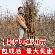 桃树果苗嫁接桃树苗南方北方种植特大水蜜桃苗盆栽地栽当年结果