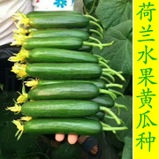 无刺水果黄瓜种子种苗小黄瓜，种籽寿光四季阳台，春季菜种子蔬菜种孑