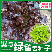 雀舌生菜种籽春季秋季冬季四季紫色生菜种子阳台，盆栽蔬菜青菜种子