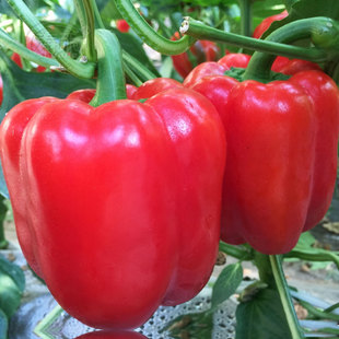 蔬菜彩色红色甜椒种子苗辣椒种籽阳台秧苗四季菜椒灯笼椒孑子籽种