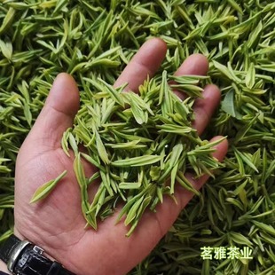 2024年新茶安吉白茶250g春季绿茶珍稀散装明前特级正宗高山茶叶