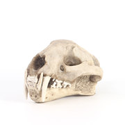 云豹头骨树脂家居摆件树脂骷髅头，模型动物头骨动物园科普教学标本