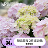 bp花卉梦想蓝天绣球花盆栽，14cm庭院阳台，花园易养植物多年生花期长