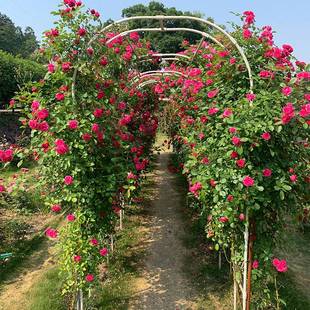 拱门花架爬藤架铁艺葡萄，藤架玫瑰支架拱形门，月季户外花园庭院架子
