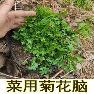 新鲜现挖南京菊花脑菊花头，田边菊可食用种苗，野菊草本花卉包活