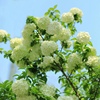 中华木本绣球花苗盆栽白色大花，绣球斗球麻球琼，花卉绿植室内外四季