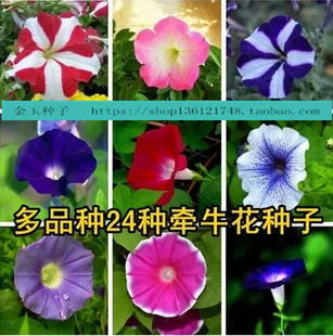 四季易播阳台花卉种子盆栽 爬藤混色 大牵牛花种子喇叭花种子易种