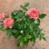 仙度瑞拉粉色灰姑娘阳台，玫瑰花盆栽带花苞开花微月季花苗四季庭院