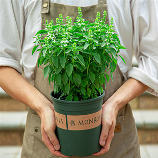 九层塔盆栽室内阳台金不换可食用新鲜香草香料植物，薄荷罗勒叶绿植(叶绿植)