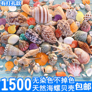 鱼缸天然贝壳海螺海星，创意造景珊瑚，卷贝鱼水族箱寄居蟹装饰品套餐