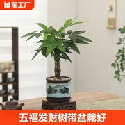 辫子发财树带盆栽好开业送礼室内植物客厅办公桌摆件招财绿植三杆