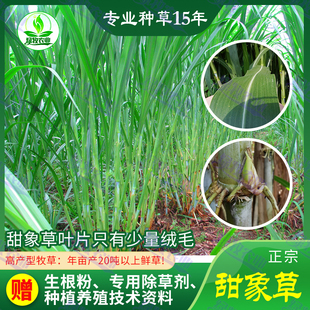 台湾甜象草种节多年生四季甜象草种子高产牧草，巨菌草皇竹草种苗子