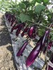茄子苗紫茄子种红长茄苗秧秋南方种夏季菜苗，耐热四季蔬菜种籽大全