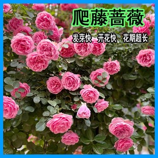 四季播蔷薇花种子爬藤花卉当年开花爬墙攀援庭院室内花卉盆栽