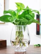 大号透明玻璃花瓶插花水培恐龙蛋绿萝花盆鱼缸圆形水养植物器皿