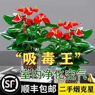 红掌盆栽一帆风顺绿萝箩，花卉植物室内花，水培白掌绿植发财树吸甲醛