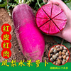 凤梨萝卜种子水果萝卜种籽春季四季高产脆甜紫美人红心萝卜菜种孑