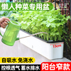家庭阳台种菜盆长方形专用箱自吸水懒人花盆自动窄型塑料盆栽神器
