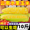 云南金银水果玉米新鲜10斤当季蔬菜生吃甜玉米棒子嫩苞谷米粘糯5
