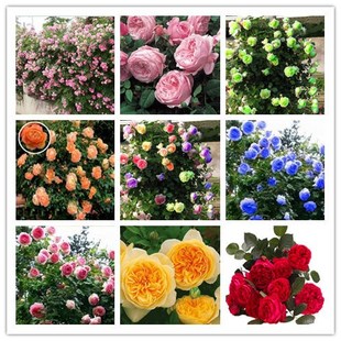 玫瑰花种蔷薇月季种籽子各种四季种植易活开花室，内外盆栽花卉种孑