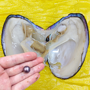 6年圆形大单珠蚌天然淡水，单颗自己开取妖紫色爱迪生鲜活珍珠蚌壳
