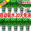 绿萝盆栽花卉植物室内吸甲醛，净化空气长藤垂吊兰大盆绿箩水培绿植