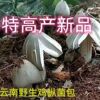 鸡枞菌种子高产种子野生食用菌菌菇包三塔菌荔枝菌人工种植季