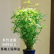 米竹水培苔藓球植物室内盆栽微观盆景凤尾竹观音竹观赏竹子小米竹