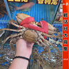 鲜活大膏蟹红鲟蟹全母红膏蟹带膏带黄海鲜水产超特大海蟹1斤1只