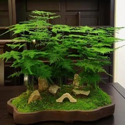 文竹盆栽绿植室内土水培植物云竹盆景带盆花卉客厅四季常青文竹苗