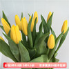 荷兰进口亮黄郁金香生日，情人节礼物家庭，水养插花北京鲜花速递10枝