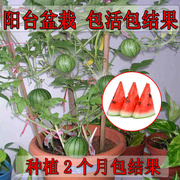 春秋播西瓜苗四季盆栽阳台水果蔬菜富硒无籽春季种植嫁接结果西瓜