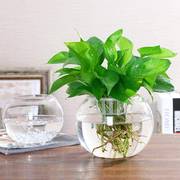 玻璃钢花盆透明玻璃花瓶水培绿萝花盆客厅室内鱼缸圆形水养器皿