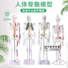 45 85cm骨架人体脊柱人体骨骼模型