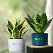 金边虎皮兰盆栽植物创意，礼物绿植室内办公桌面，净化空气新房吸甲醛