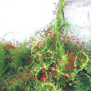 羽叶茑萝花种籽爬藤茑萝松五角星花种子阳台盆栽庭院爬墙花卉种孑