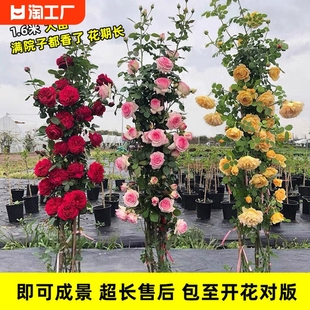 1米6大苗蔷薇花苗藤本月季花爬藤植物四季开花卉盆栽玫瑰阳台种植