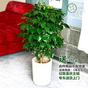 大型绿植盆栽净j化绿宝树室内客厅幸福树净化空气吸收甲醛植物花