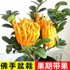 佛手树苗盆栽带果可食用植物盆景