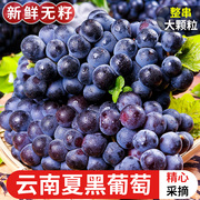 云南夏黑葡萄现摘无籽葡萄新鲜水果应当季孕妇水果黑加仑巨峰
