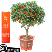 桂花树苗盆栽室内四季开花植物，浓香型嫁接金桂，丹桂沉香桂四季种植