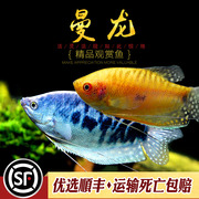 曼龙鱼小型热带观赏鱼黄曼龙鱼蓝万龙不用充氧练手淡水鱼耐养活体