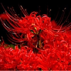 种球类花卉彼岸花曼珠沙华花，种子红花石蒜盆栽室内外四季开花植物