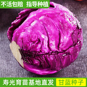 紫甘蓝幼苗种籽菜苗孢子甘蓝大批量南方种阳台菜苗种子特色蔬菜苗