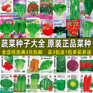 蔬菜种子四季播盆栽阳台，种菜庭院菜籽，香菜菠菜草莓生菜种籽孑大全